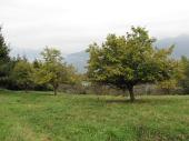 22 Castagneto